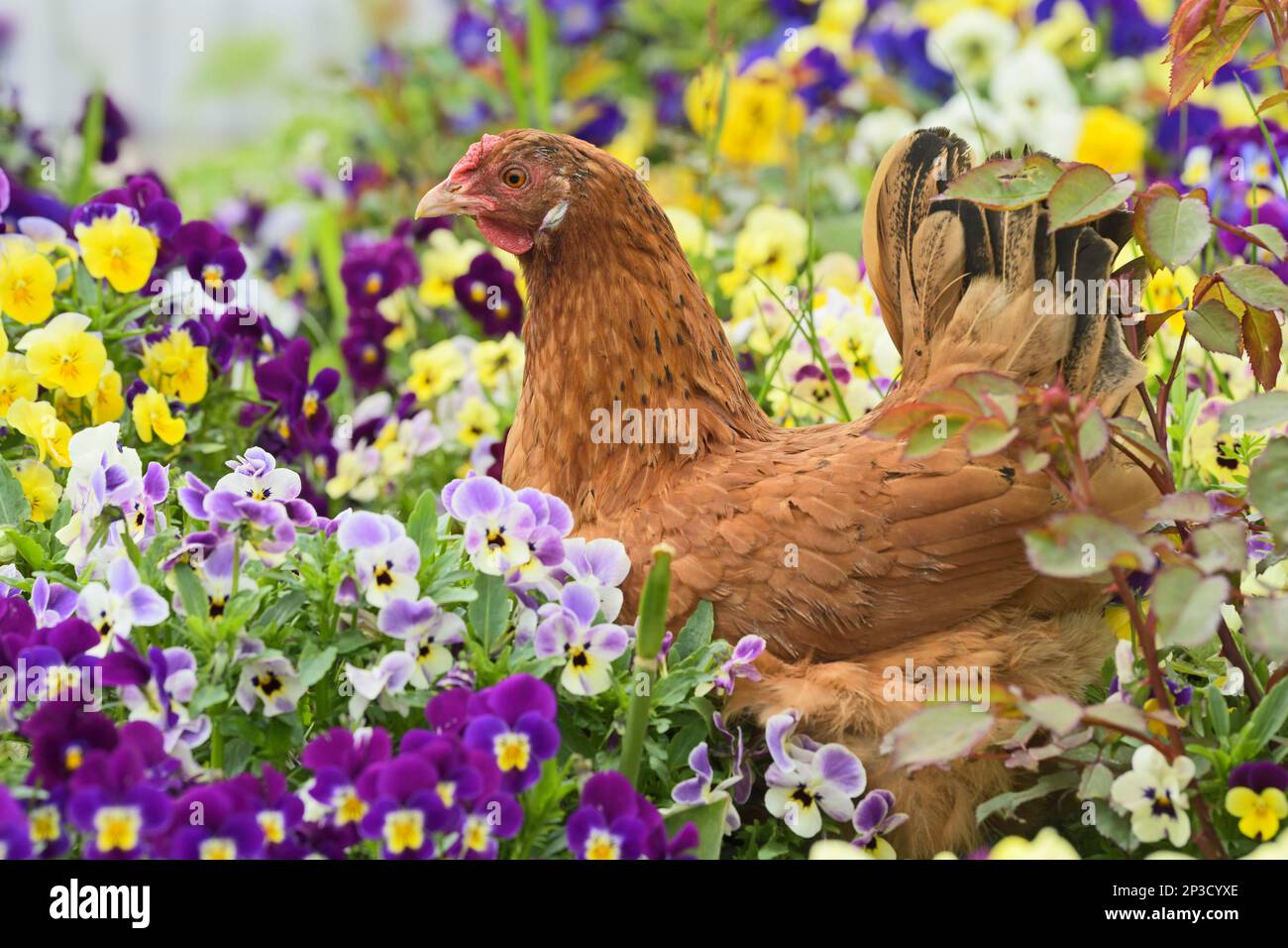 Pollo seduto in fiori Foto Stock