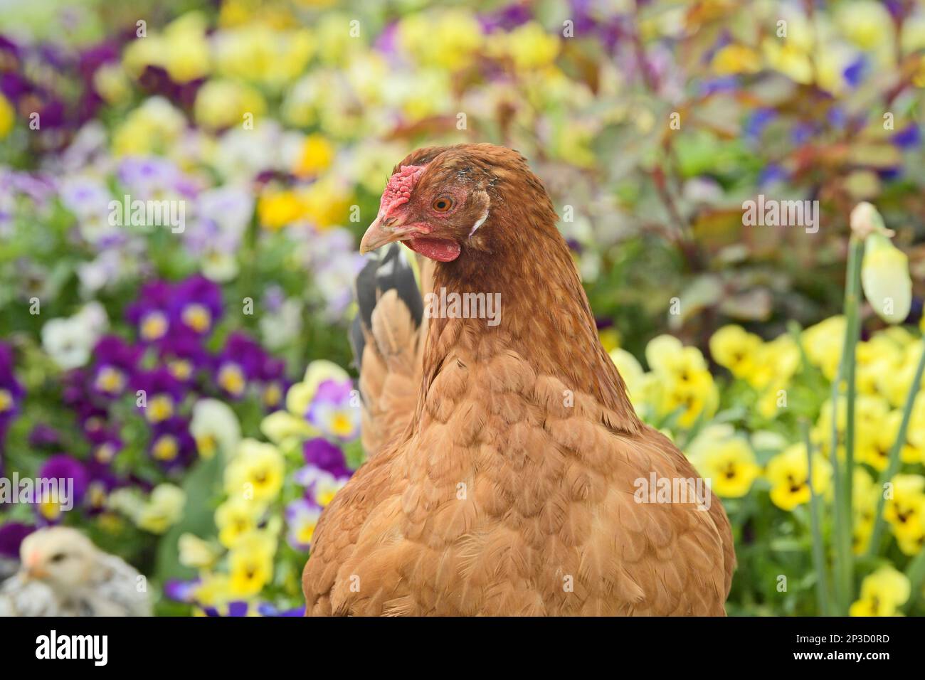 Pollo seduto in fiori Foto Stock