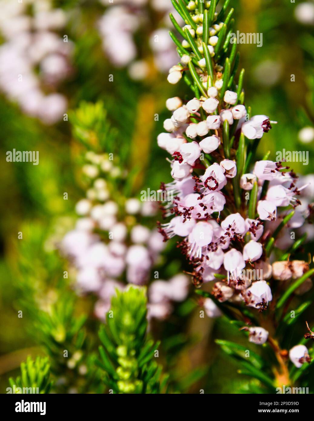 Primo piano di erica bianca (vagani Erica); Cornovaglia Foto Stock