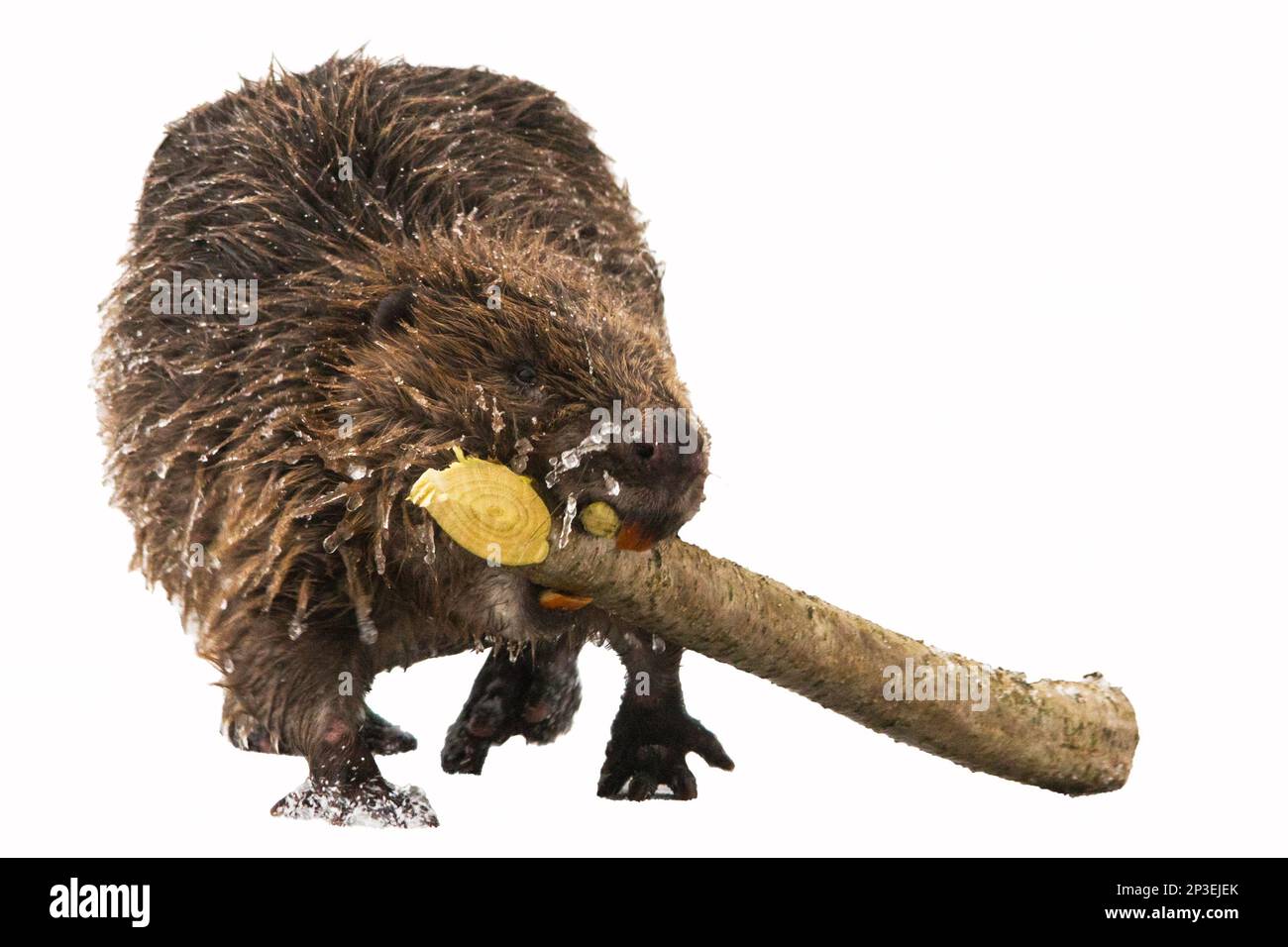 Castoro eurasiatico (fibra di Castor) con un ramo d'albero isolato su sfondo bianco. Foto Stock