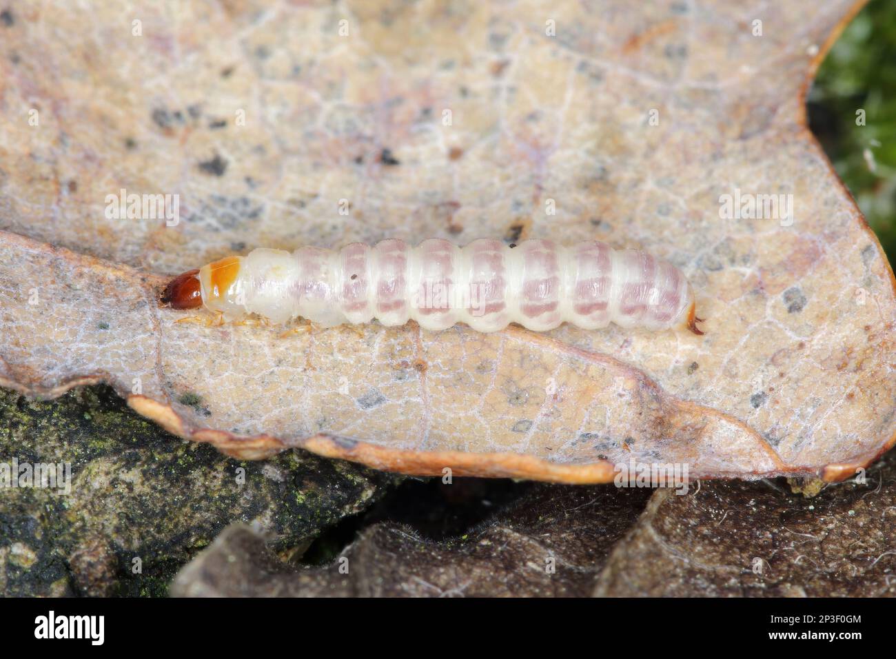 Dettaglio di un coleottero a scacchi, Tillus elongatus, coleottero a scacchi, famiglia Cleridae. Lo stadio di sviluppo di questa specie: Larva. Foto Stock