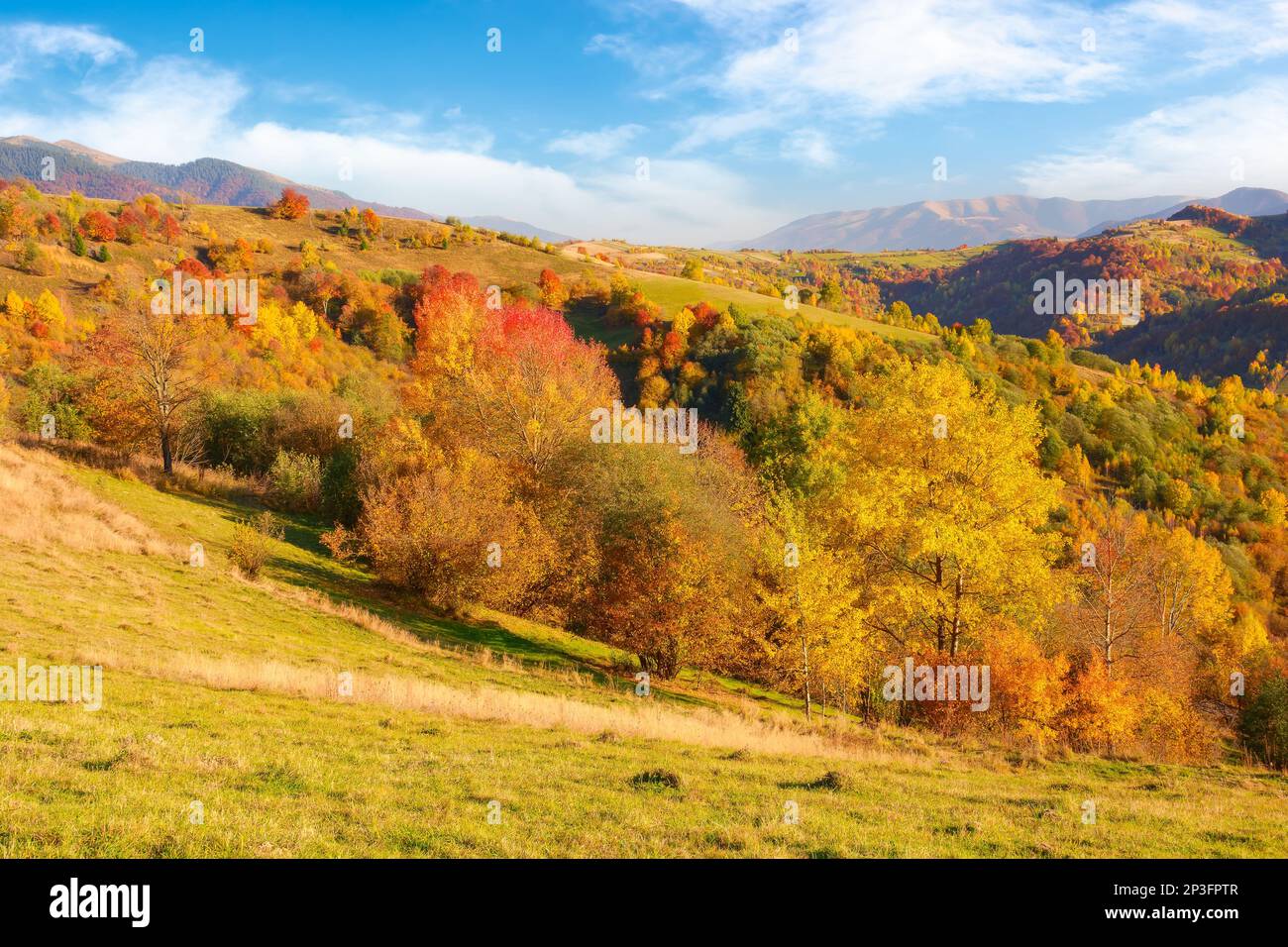 foresta in un pomeriggio di sole nella stagione autunnale. paesaggio montagnoso di campagna di transcarpazia ucraina Foto Stock