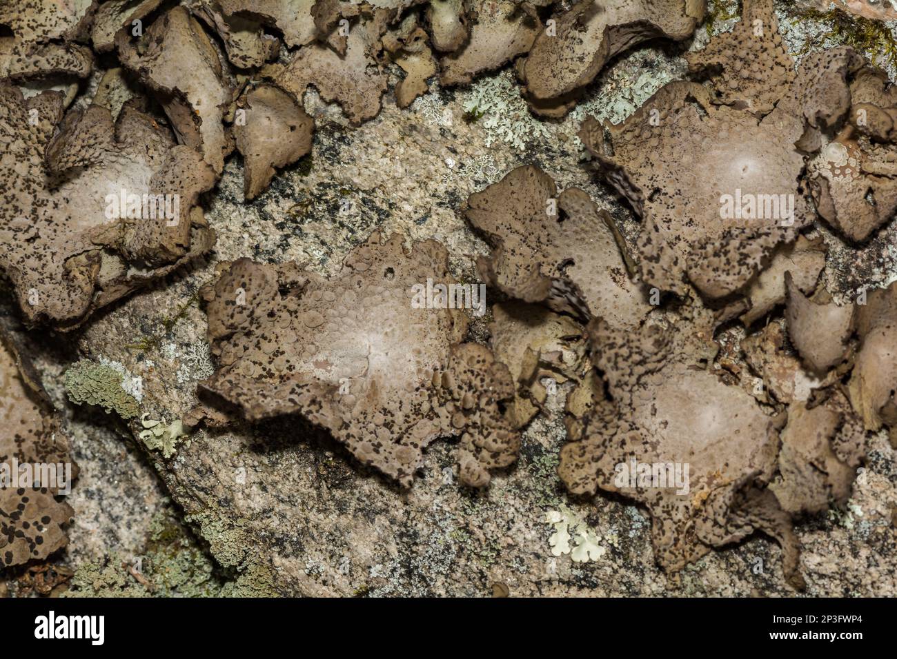 Comune pelle di Toadskin Lichen - Lasallia papulosa Foto Stock