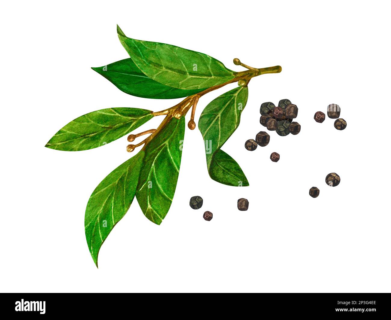 Alloro acquerello e pepe nero. Illustrazione botanica disegnata a mano, oggetto di erbe di alloro isolato su sfondo bianco Foto Stock