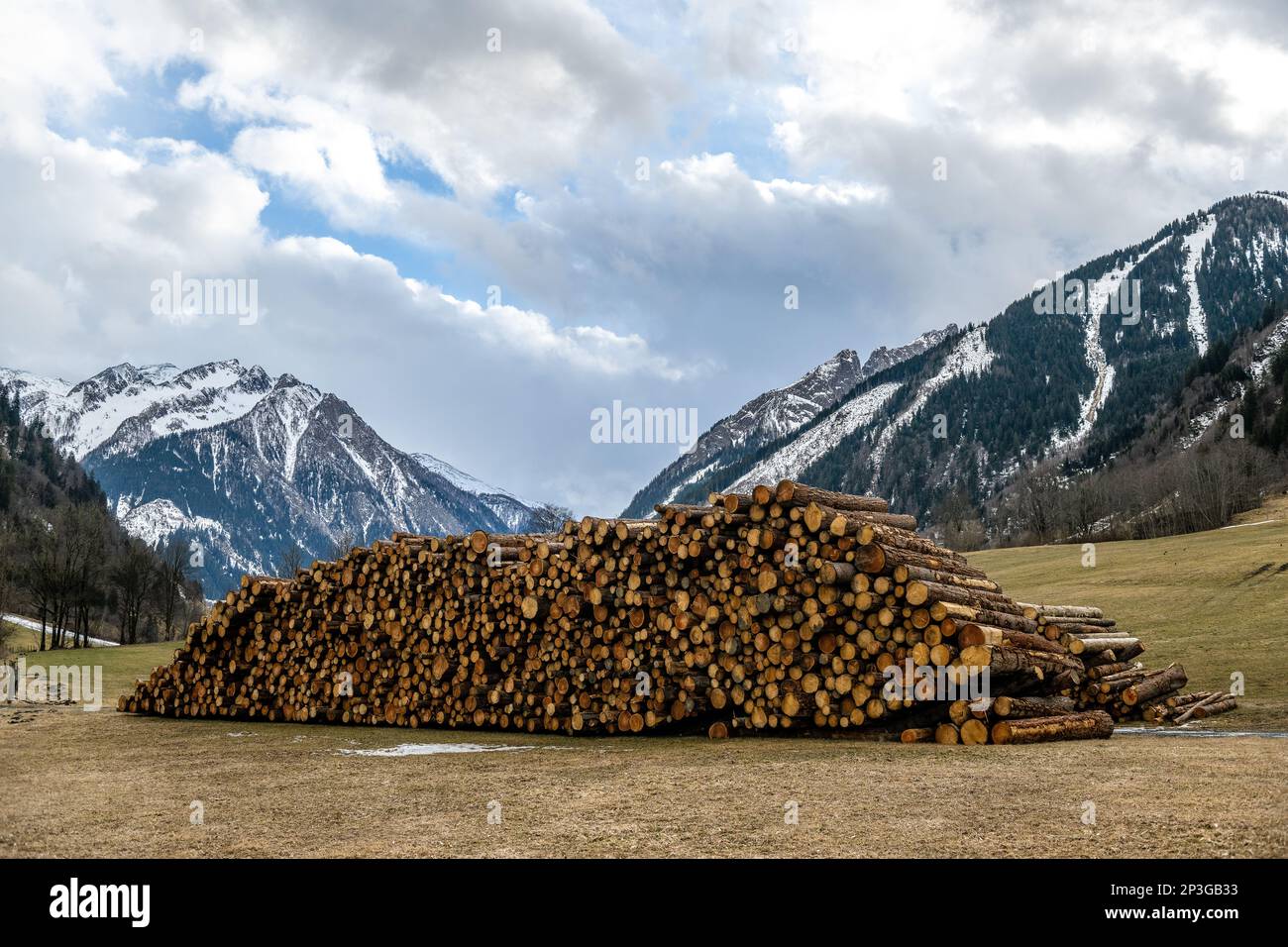 Massiccia pila di tronchi di pino, tronchi e produzione di legname al Passo Grossglockner in Austria Foto Stock