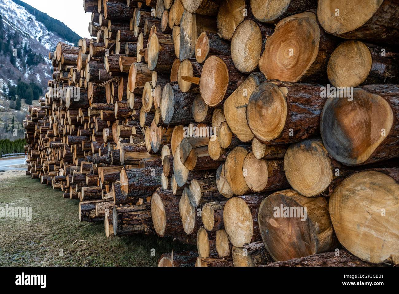 Massiccia pila di tronchi di pino, tronchi e produzione di legname al Passo Grossglockner in Austria Foto Stock