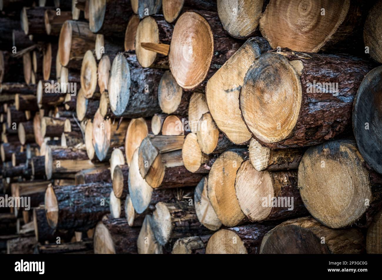 Massiccia pila di tronchi di pino, tronchi e produzione di legname al Passo Grossglockner in Austria Foto Stock