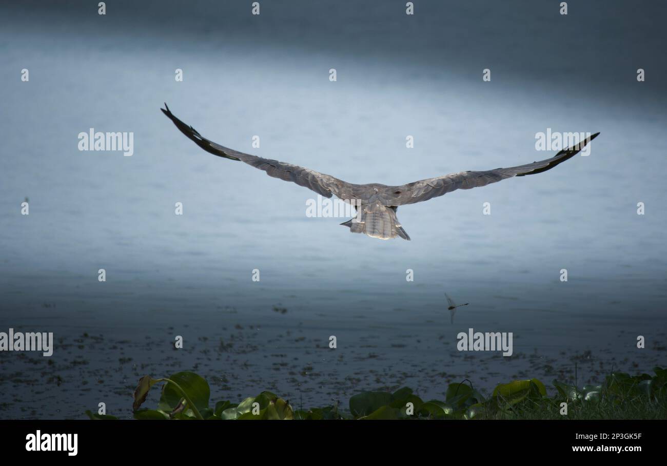 Il aquilone nero è un uccello di media taglia preda di accipitridae Foto Stock