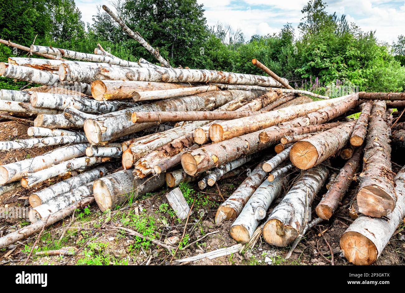 Legno accatastato in campagna in estate giorno. Legna da ardere per l'inverno. Tronchi di betulla e pino. Tronchi ad una segheria. Deposito di legno luogo. Foto Stock