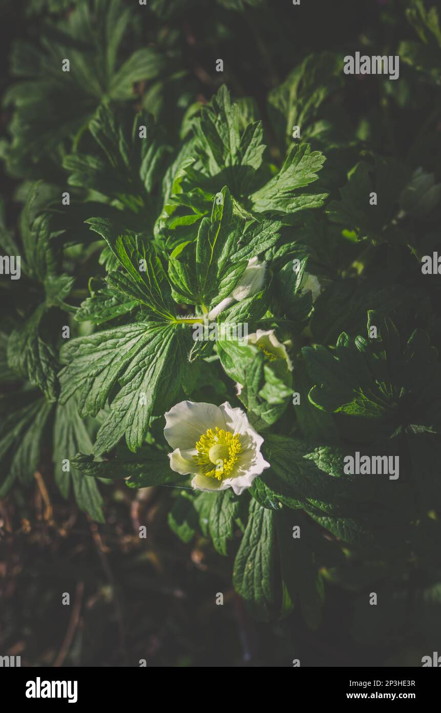 Sfumature bianche di anemone blanda, bella decorazione piccolo fiore primavera foresta Foto Stock