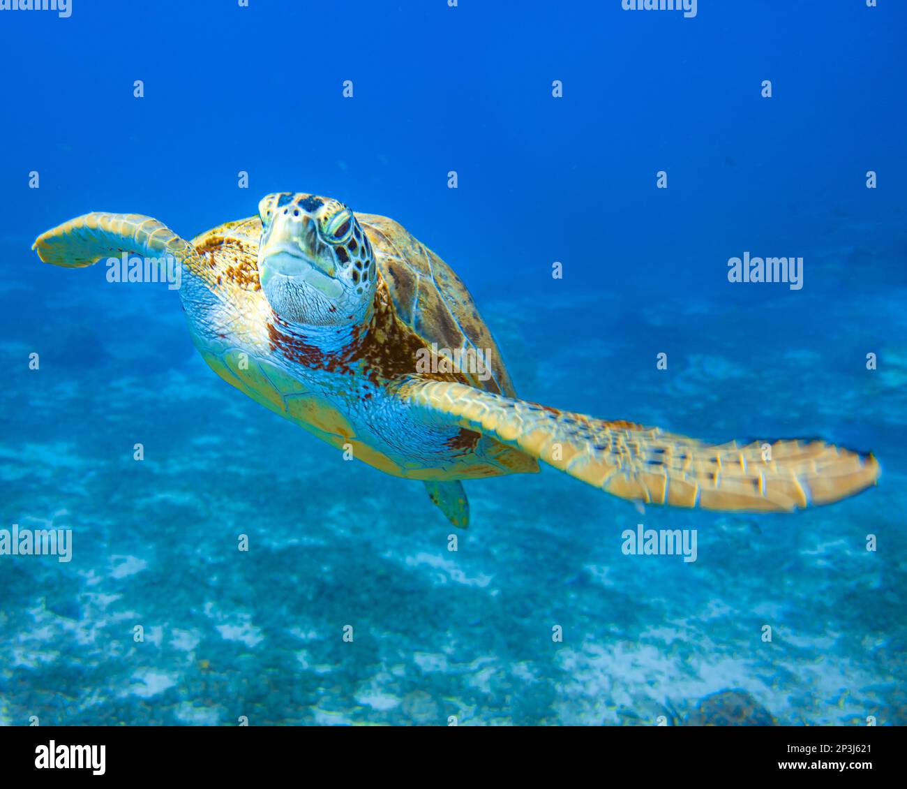 Una tartaruga marina che nuota nelle acque cristalline dell'oceano aperto, Aruba Foto Stock