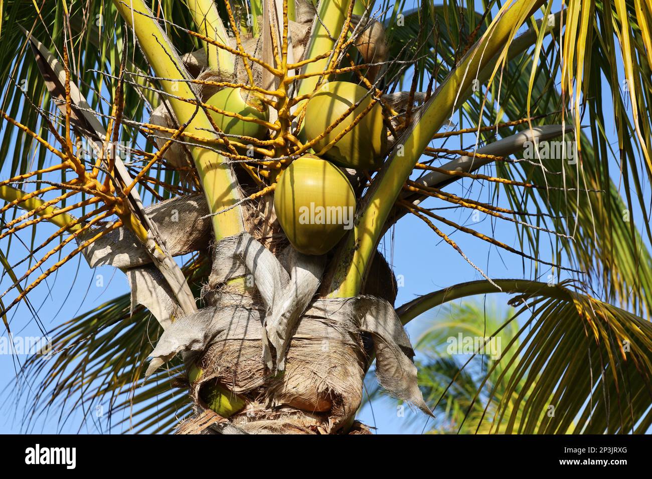 Palma di cocco con noci di cocco su sfondo cielo. Albero in un giardino tropicale Foto Stock