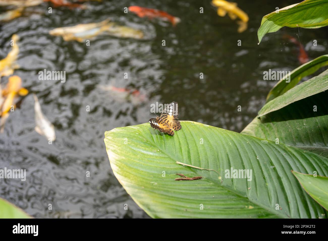 La farfalla Clipper (Parthenos sylvia) che riposa su una foglia accanto a una piscina di carpa koi. Foto Stock