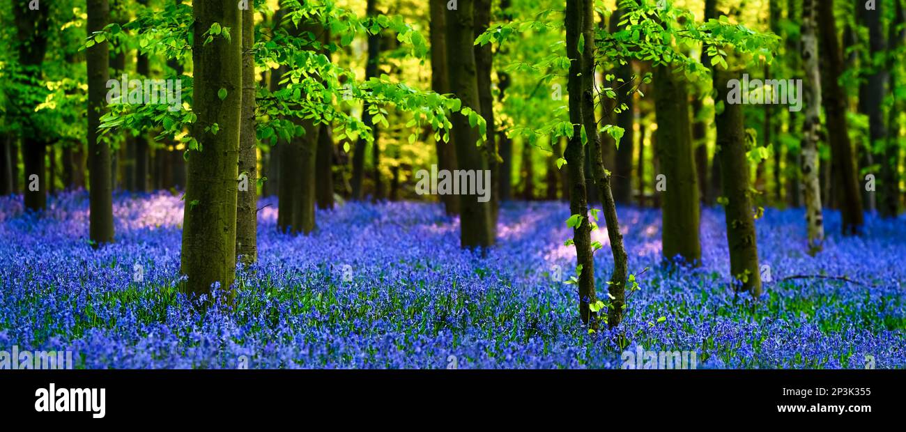 Foresta fiabesca piena di bluenelle ( Hyacintoides non-scripta ) in una giornata di sole in primavera, lussureggiante verde fogliame; grande dimensione, orizzontale Foto Stock