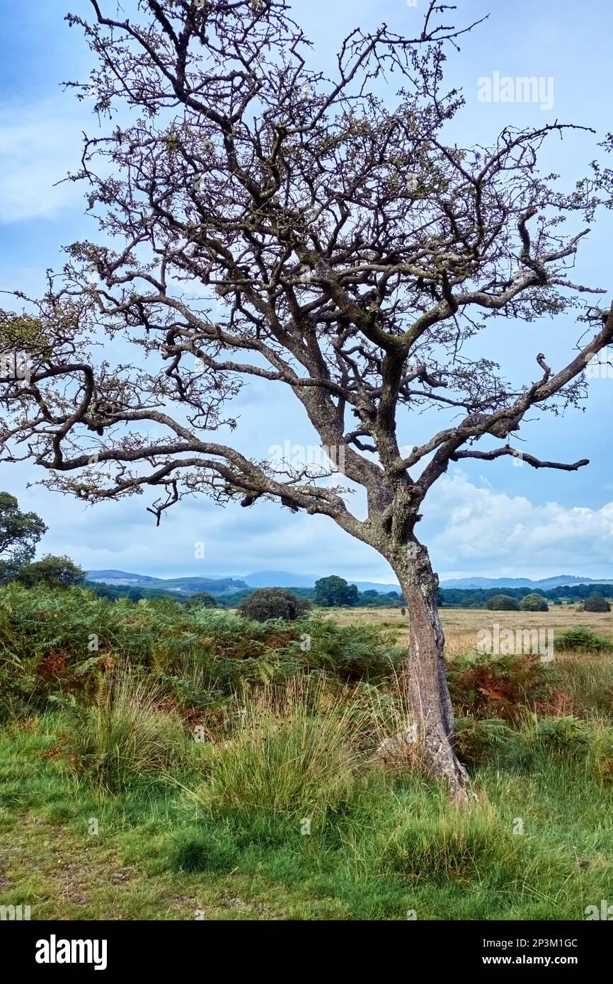 Un albero di spina solco in autunno nella campagna nea rMinnigafft, Dumfries e Galloway, Scozia. Foto Stock