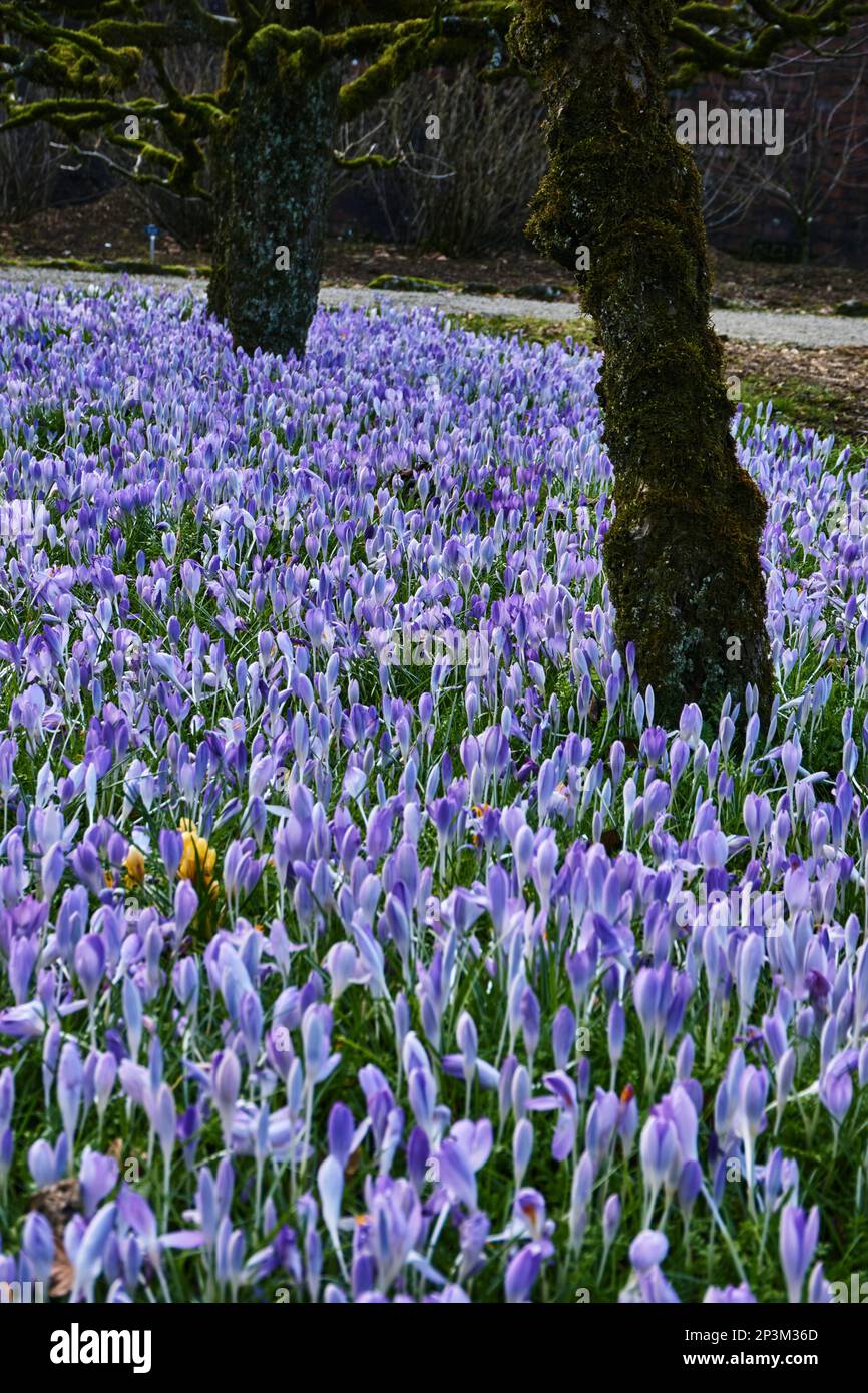 Cocchi lilla fiorito sotto alberi da frutto in un giardino. Foto Stock