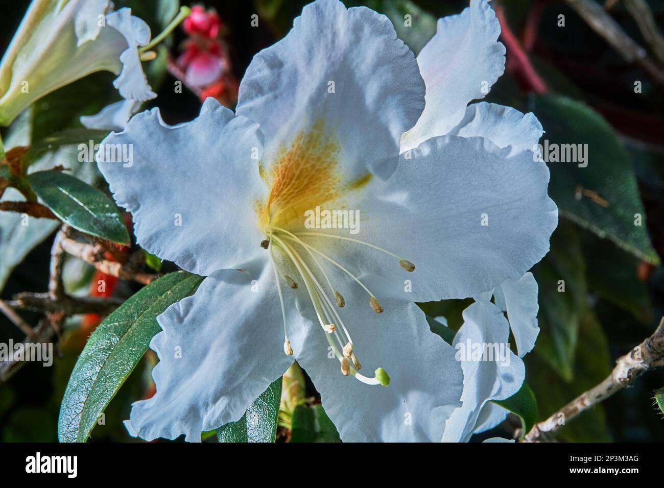 Grandi fiori bianchi profumati di arbusto Rhododendron veitchianum. Foto Stock