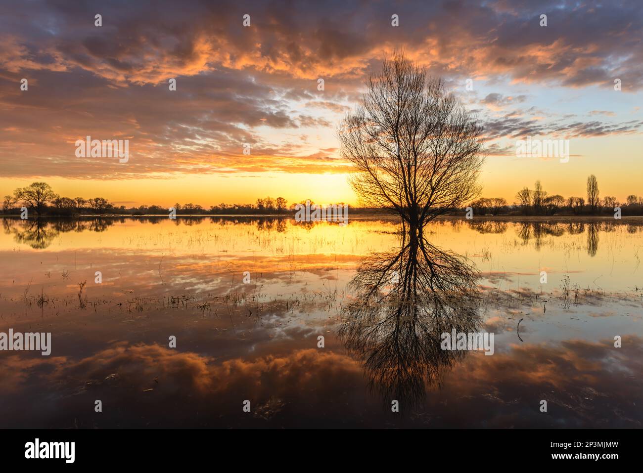 Effetto specchio naturale nell'acqua di un fiume allagato all'alba. Alsazia, Francia. Foto Stock
