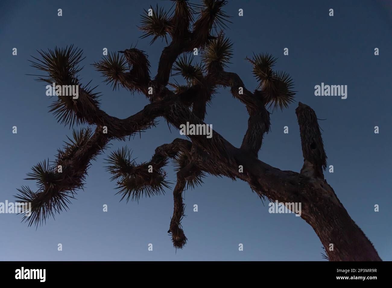 Paesaggio unico del Joshua Tree National Park in autunno al tramonto. Foto Stock