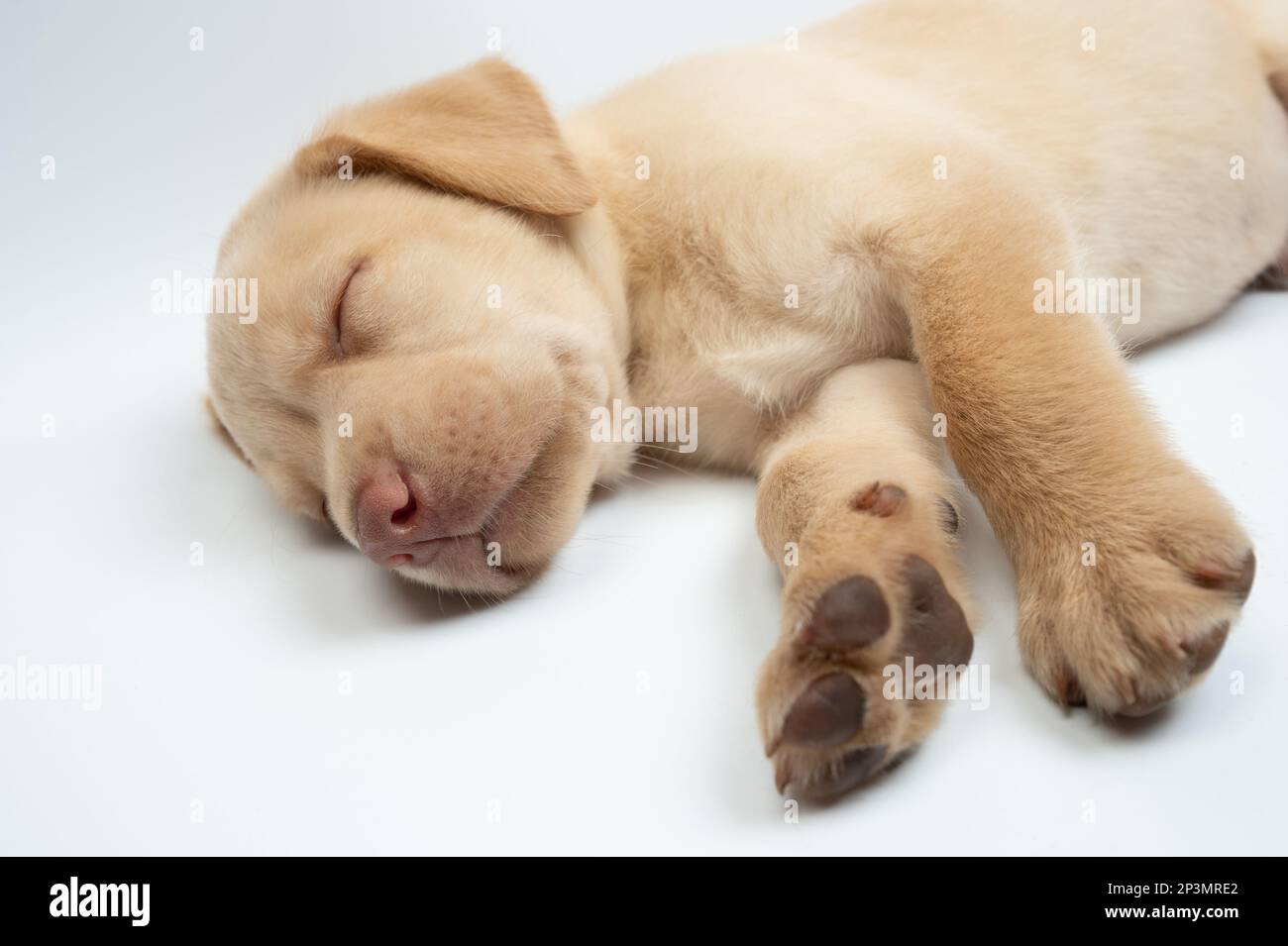 Letto marrone labrador cucciolo vista ravvicinata su sfondo bianco studio Foto Stock