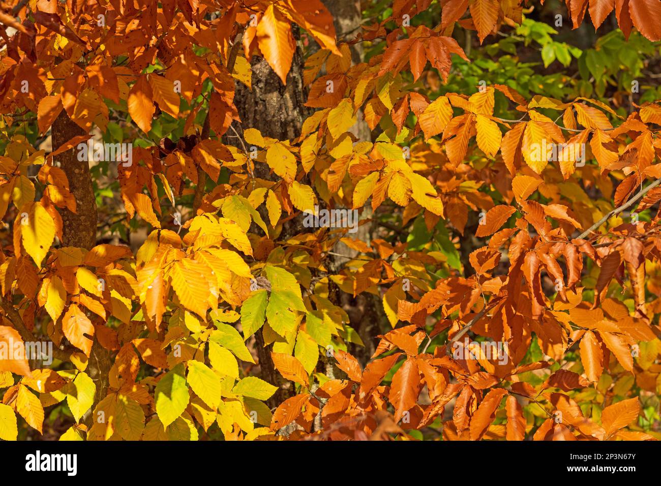 Nel Brown County state Park, Indiana, parte una palette of Fall Foto Stock