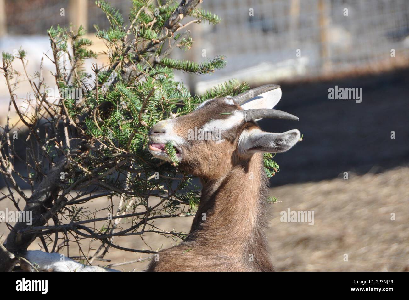 This Dec., 30, 2014 photo shows a goat of Mountain Girl Farm at 1360