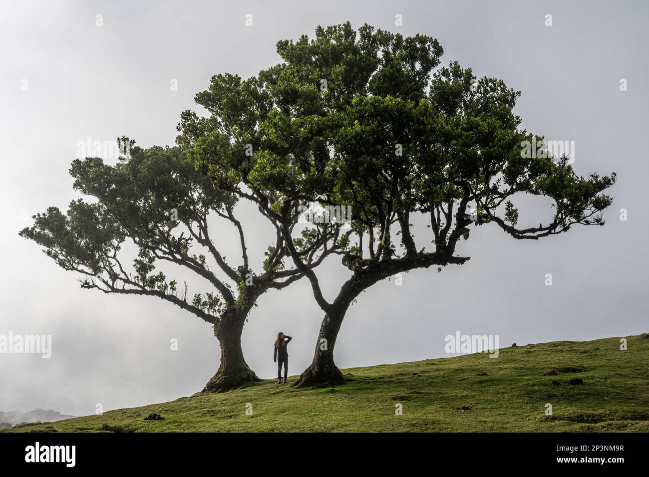 Antichi alberi di tilapia (Opotea foetens), parte della foresta di Madeiran Laurissilva con sole e nebbia Foto Stock