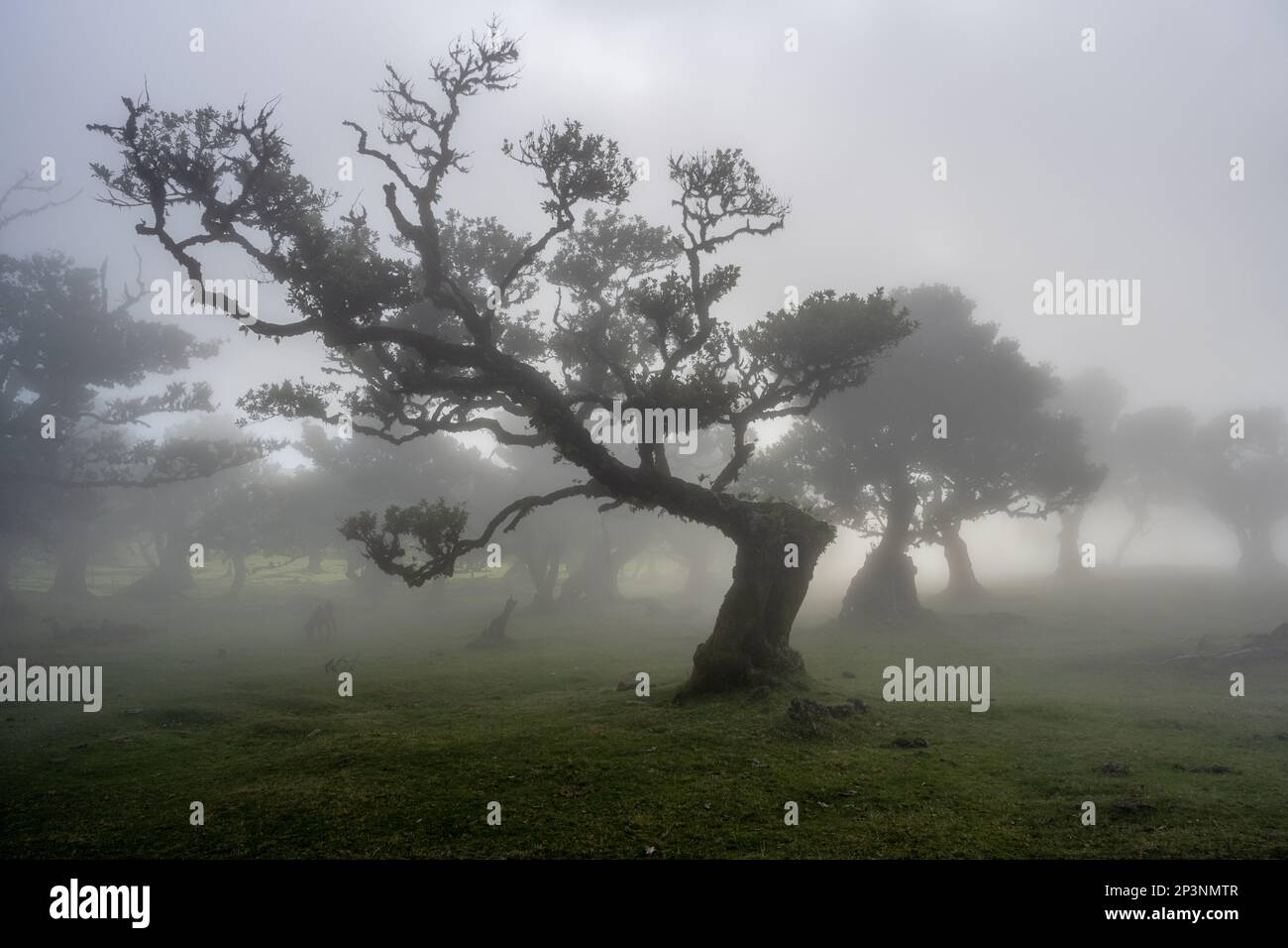 Antichi alberi di tilapia (Opotea foetens), parte della foresta di Madeiran Laurissilva con sole e nebbia Foto Stock