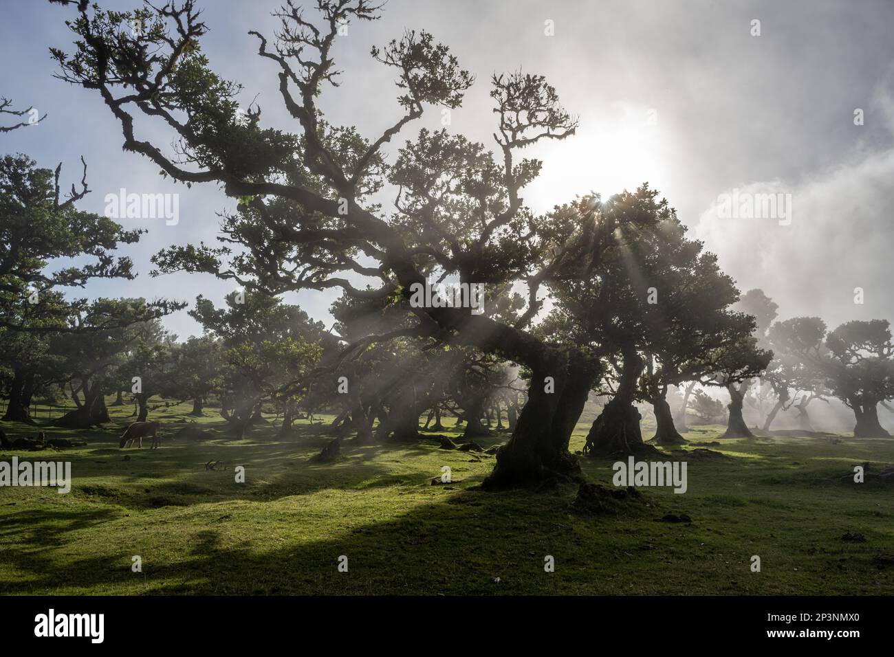 Antichi alberi di tilapia (Opotea foetens), parte della foresta di Madeiran Laurissilva con sole e nebbia Foto Stock