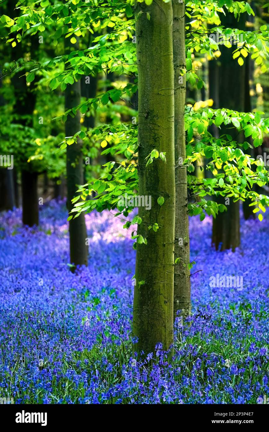 Una foresta piena di bluebelle ( Hyacintoides non-scripta ) in primavera, verticale Foto Stock