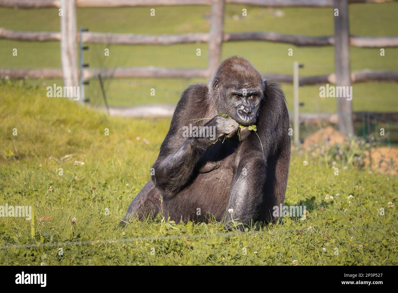 Western Lowland Gorilla mangiare erba nel giardino zoologico. Critically Endangered animale che si nutra nello zoo. Foto Stock