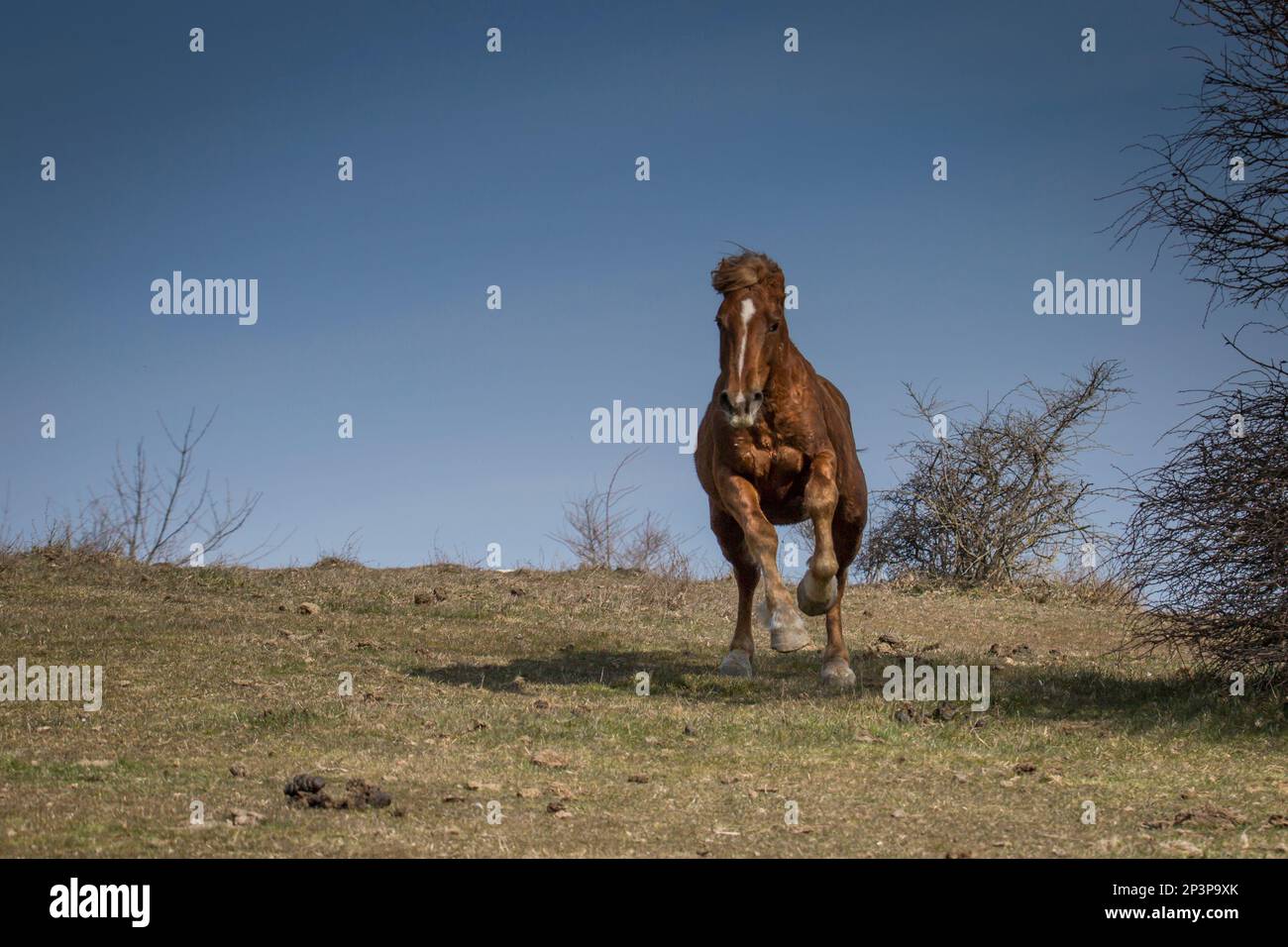 Questi bellissimi cavalli selvaggi vivono in Italia per sempre gratis Foto Stock