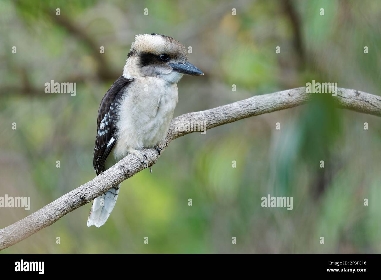 Ride Kookaburra - Dacelo novaeguineae grande Martin pescatore seduto sul ramo in verde Forrest in Tasmania, Australia. Hunter uccello che si aggirano e attendere Foto Stock
