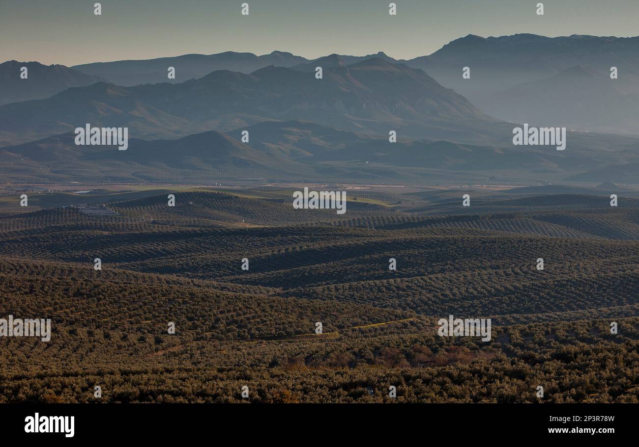 I campi di oliva da Miradores de Santa Lucía.sullo sfondo della Sierra Mágina.a Ubeda. Provincia di Jaen. Andalusia. Spagna Foto Stock