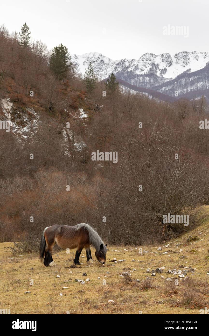 Cavallo in natura in Abruzzo, Italia Foto Stock