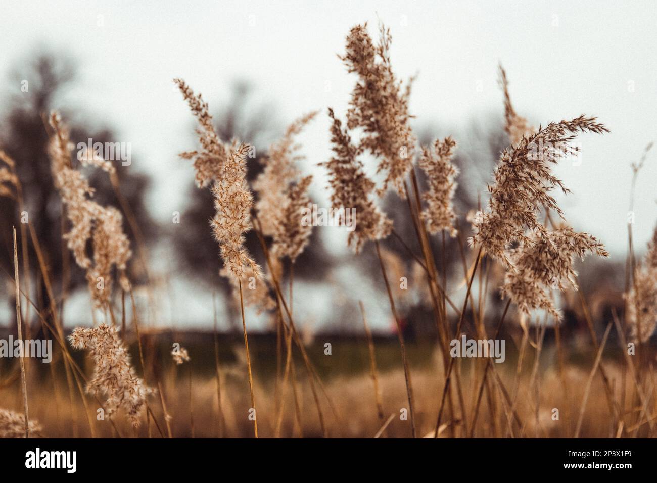 Il frumento nel vento Foto Stock