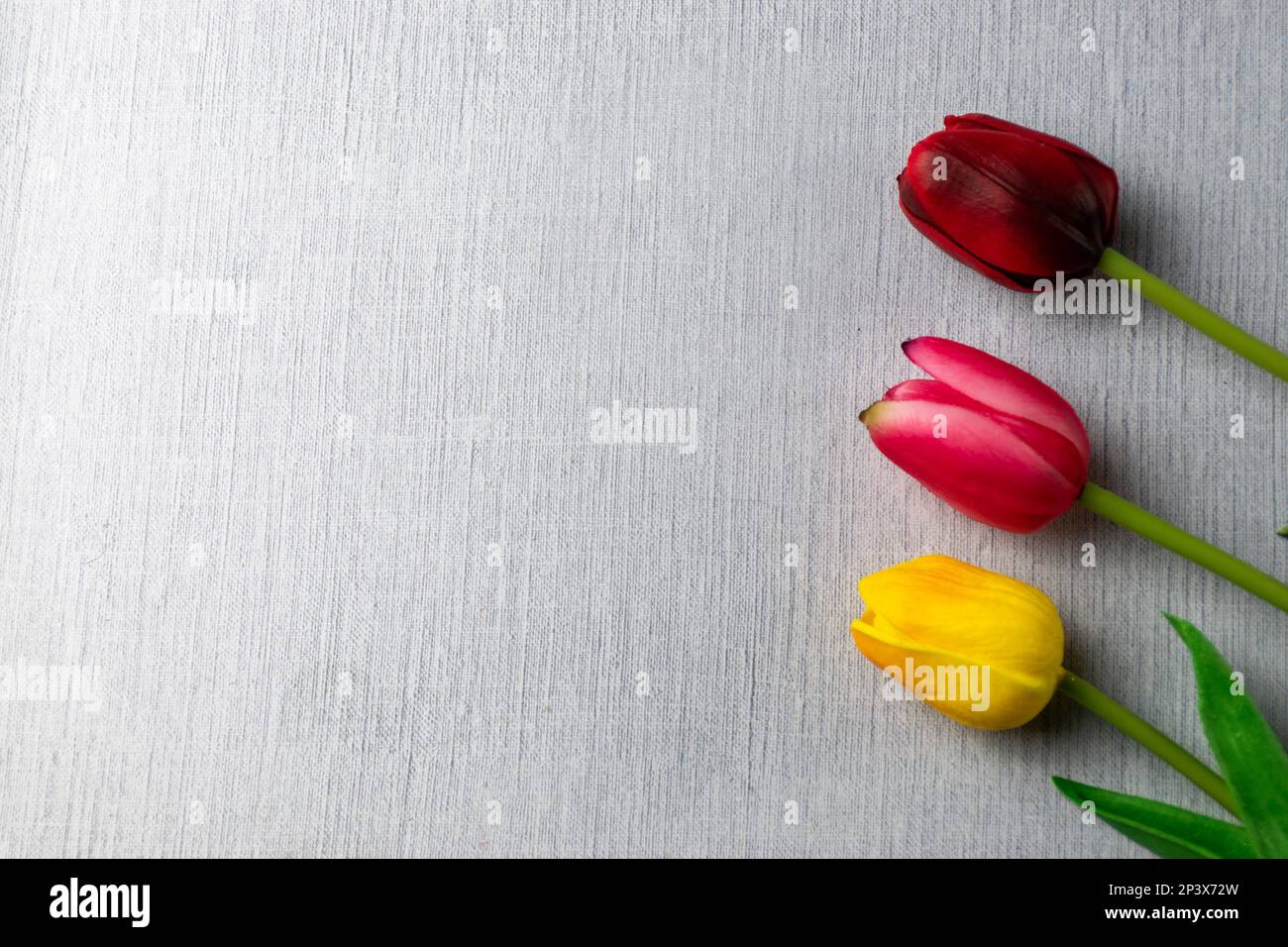 Tre tulipani e sfondo bianco Foto Stock