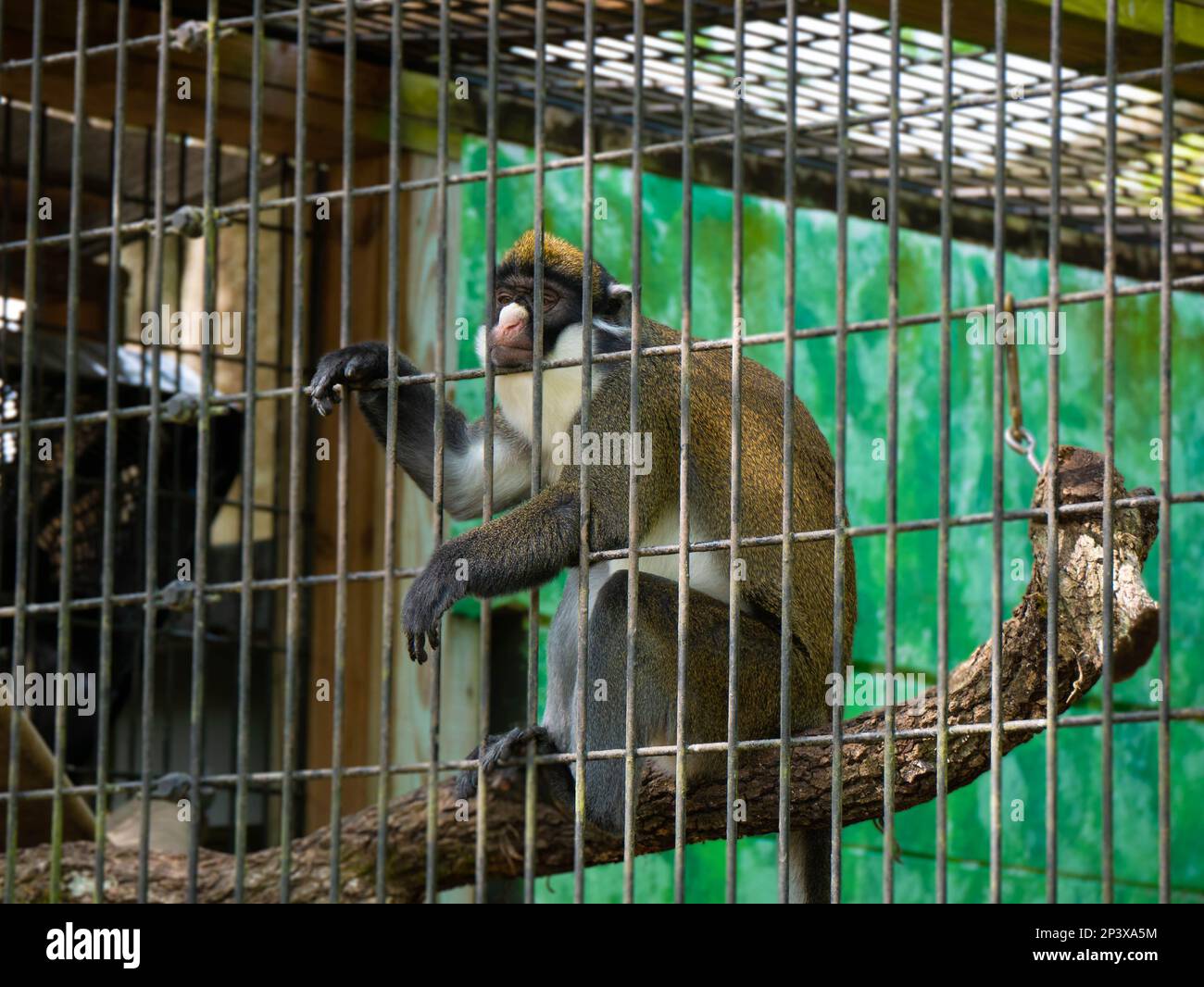 Scimmia blu triste. Foto scattata allo Zoo della Florida Centrale e ai Giardini Botanici. Foto Stock