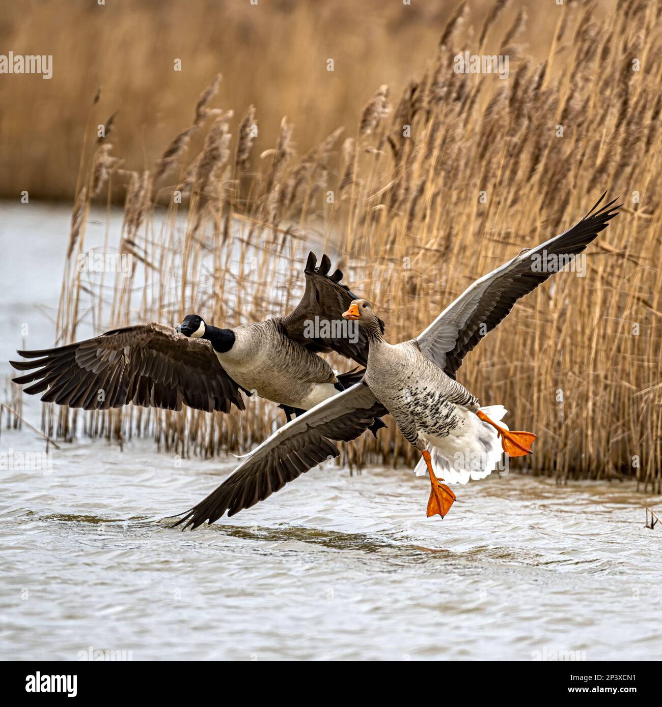 Gray-lag Goose Anser anser essere mobbed & inseguito da un Canadensis Goose Branta Canada su una riserva naturale del Nord Norfolk, Regno Unito. Foto Stock