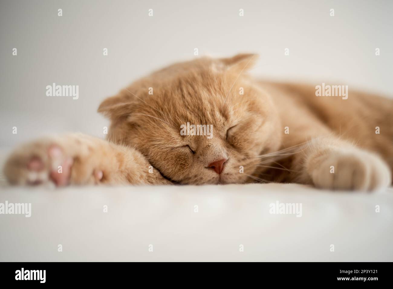 Un gatto dorme su un letto con la sua zampa alla fine della zampa. Foto di alta qualità Foto Stock