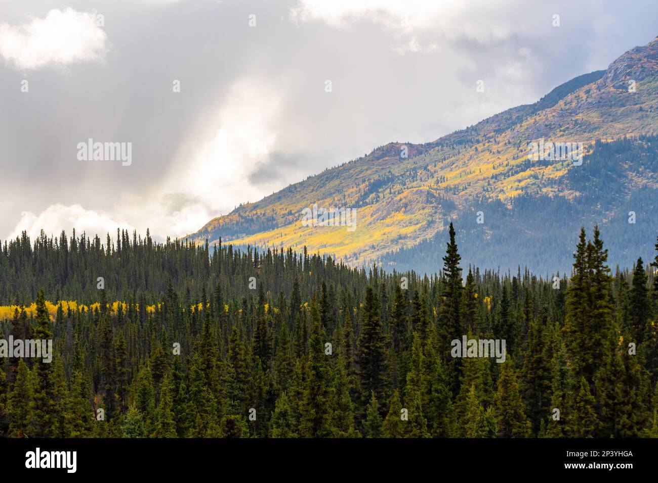 Splendido paesaggio autunnale nel nord del Canada nel mese di settembre con alberi dorati che coprono le vedute panoramiche del Parco Nazionale di Kluane. Foto Stock