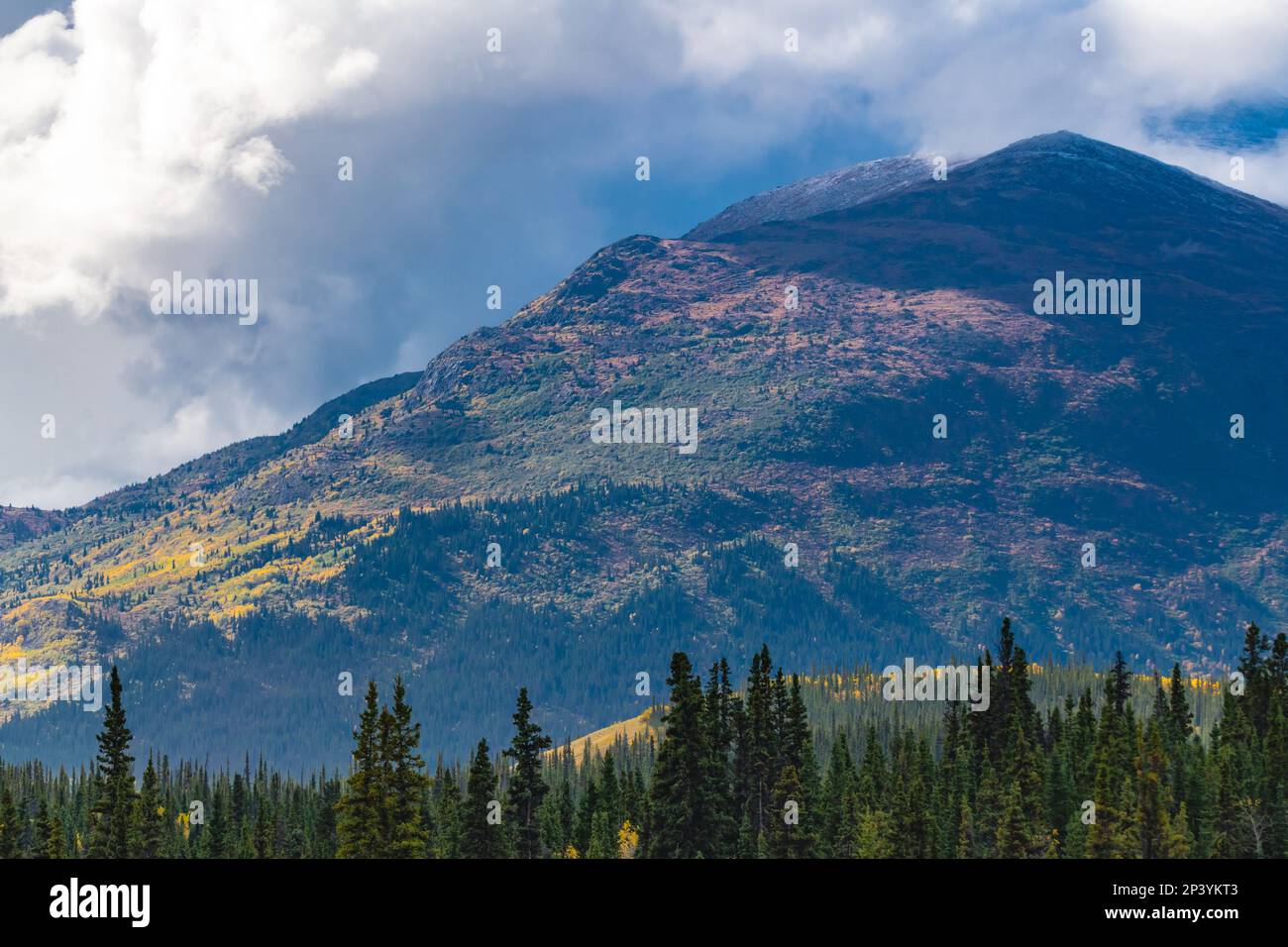 Splendido paesaggio autunnale nel nord del Canada nel mese di settembre con alberi dorati che coprono le vedute panoramiche del Parco Nazionale di Kluane. Foto Stock