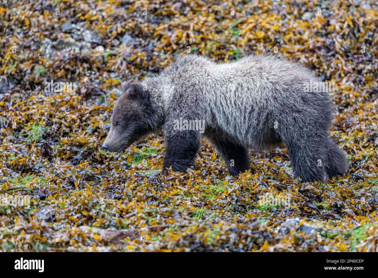 Orso bruno cucciolo dell'anno, Ursus arctos, lungo il torrente di salmone rosa nel porto di Pavlov sull'isola di Chichagof, Alaska, USA. Foto Stock