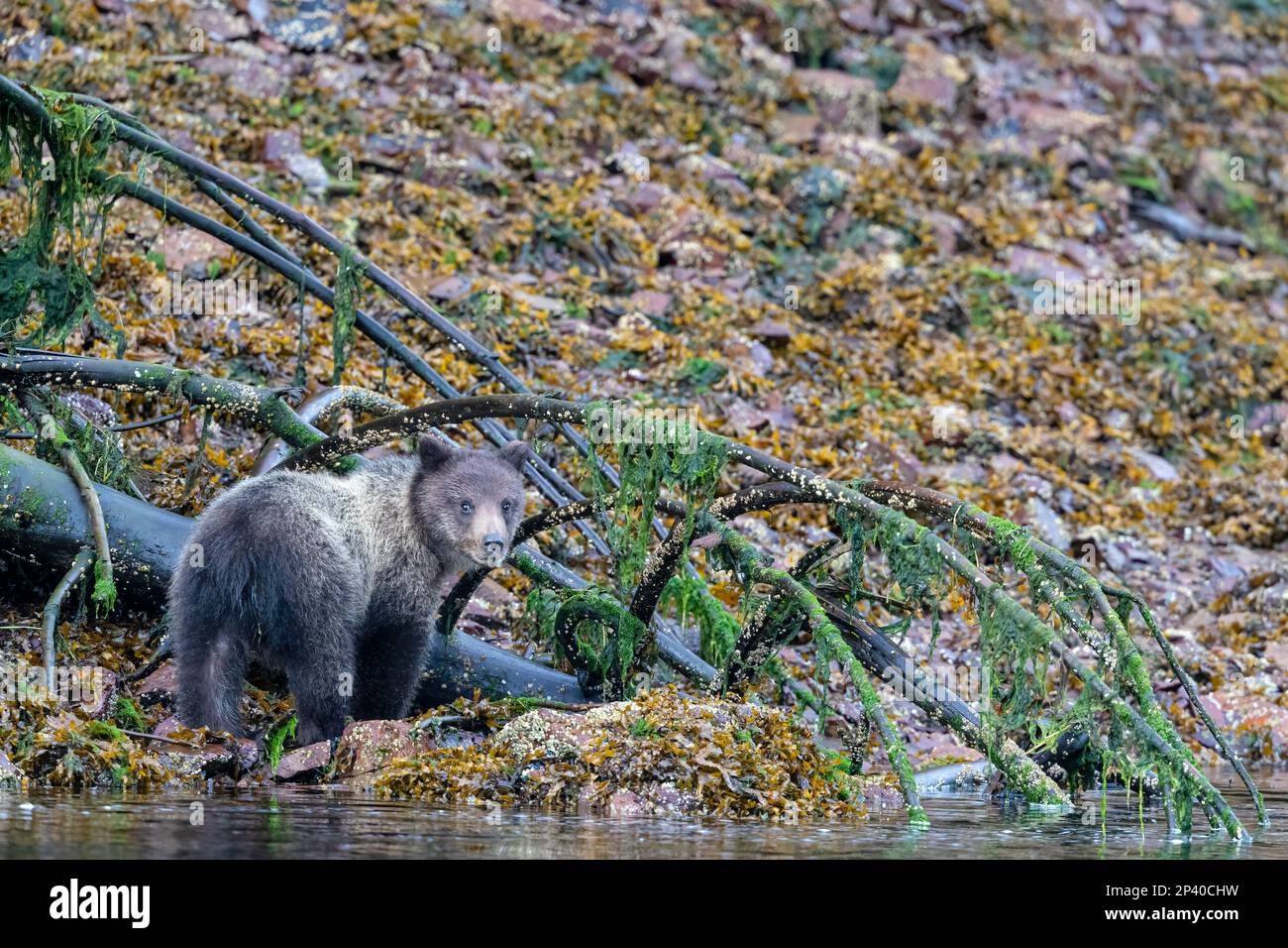 Orso bruno cucciolo dell'anno, Ursus arctos, lungo il torrente di salmone rosa nel porto di Pavlov sull'isola di Chichagof, Alaska, USA. Foto Stock
