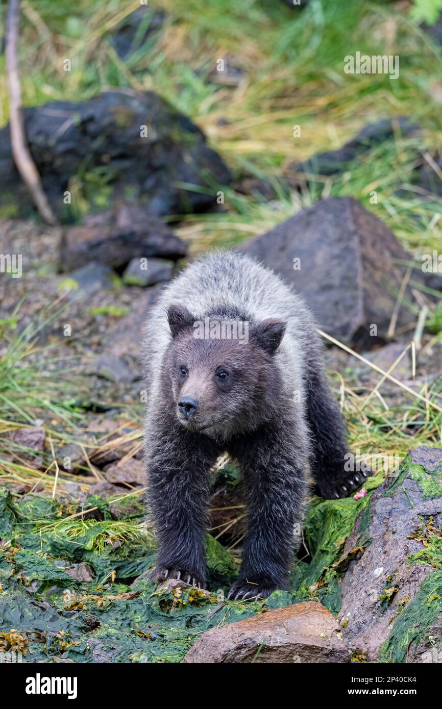 Orso bruno cucciolo dell'anno, Ursus arctos, lungo il torrente di salmone rosa nel porto di Pavlov sull'isola di Chichagof, Alaska, USA. Foto Stock