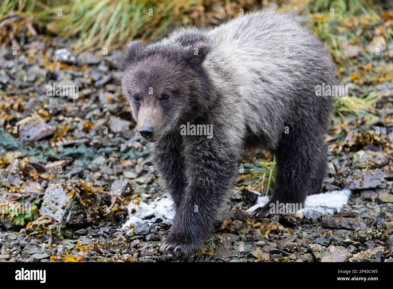 Orso bruno cucciolo dell'anno, Ursus arctos, lungo il torrente di salmone rosa nel porto di Pavlov sull'isola di Chichagof, Alaska, USA. Foto Stock