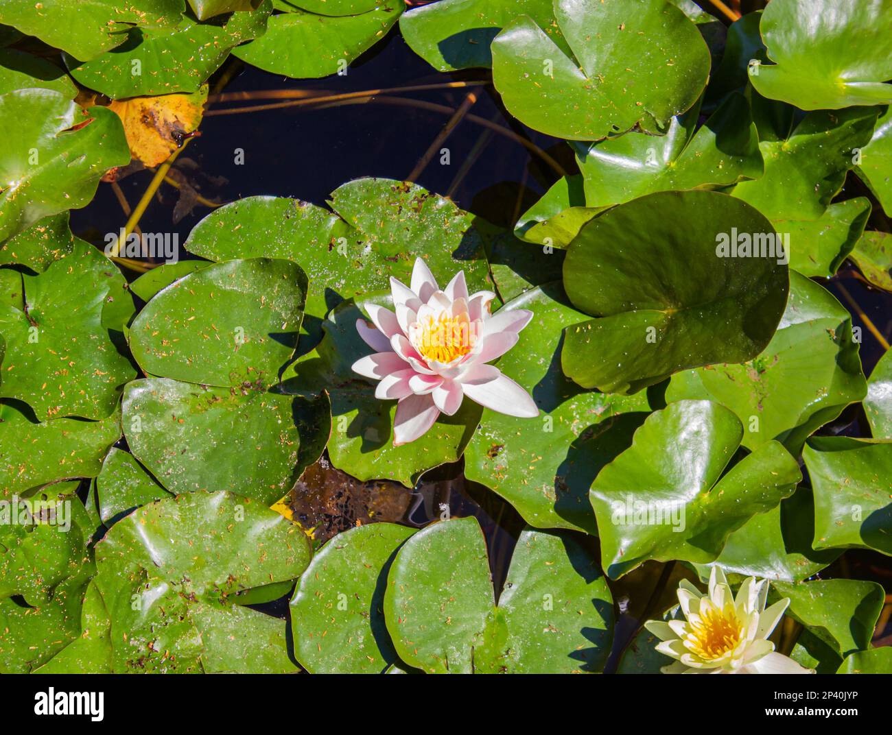 Giglio d'acqua rosa con foglie verdi. Ninfee rosa o fiori di loto Marliacea Rosea in giardino stagno. Foto Stock