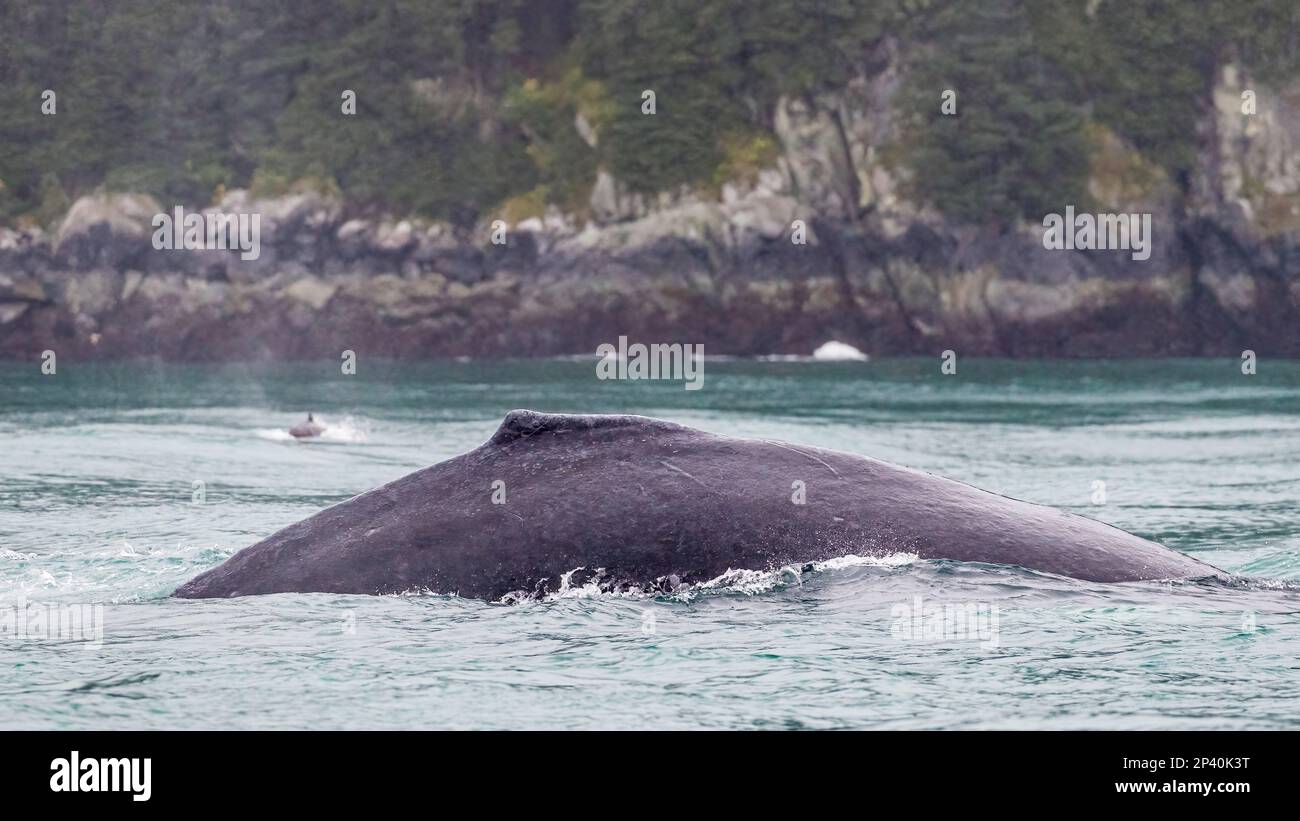 Megattere per adulti, Megaptera novaeangliae, superficie nelle Isole Inian, Alaska sudorientale, USA. Foto Stock