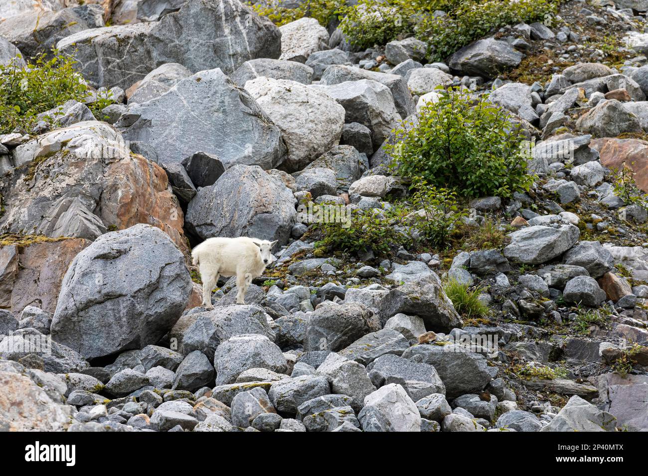 Capra di montagna adulto, Oreamnos americanus, al ghiacciaio di South Sawyer a Tracy Arm, nel sud-est dell'Alaska, USA. Foto Stock