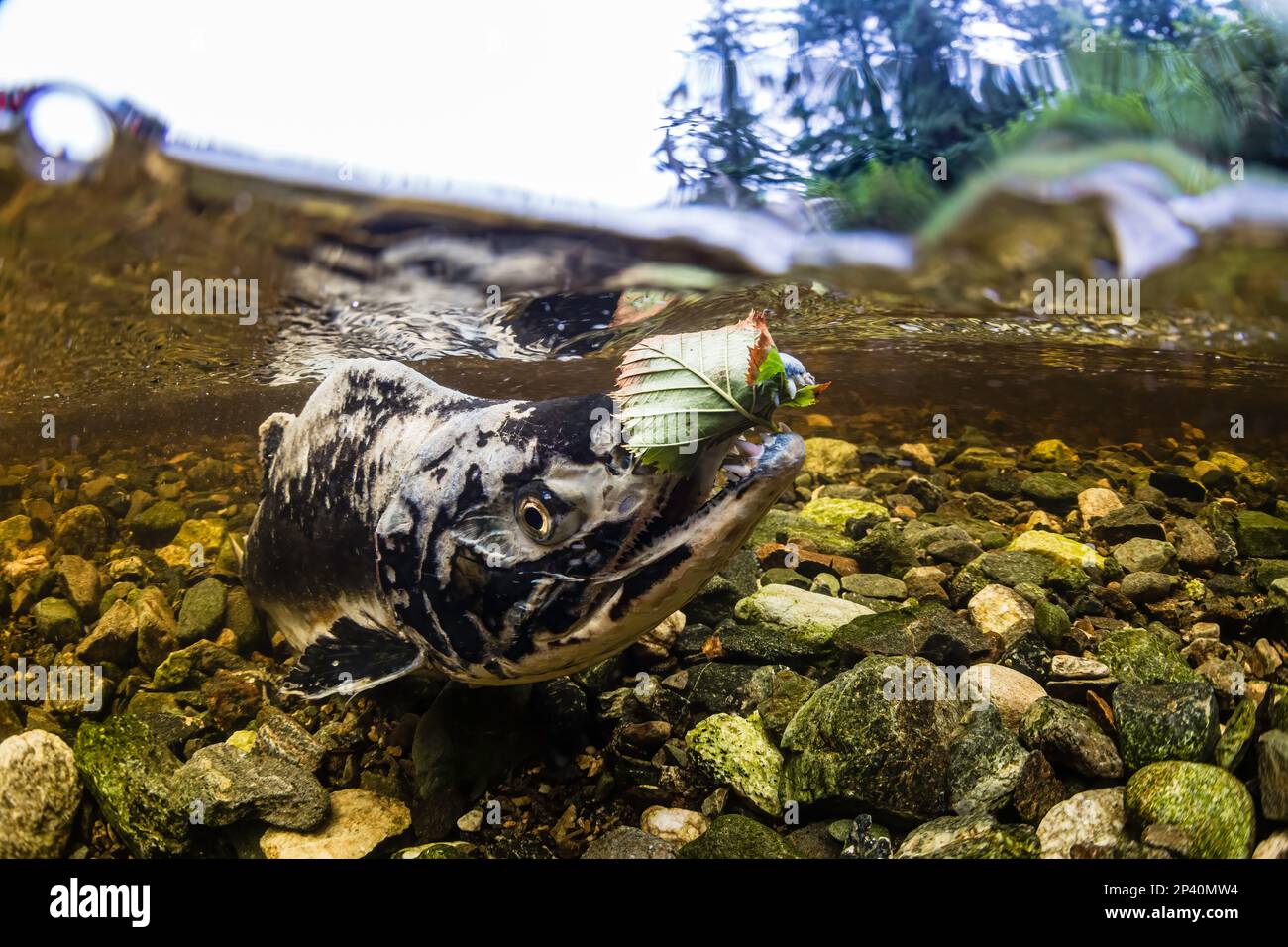 Salmone rosa adulto, Oncorhynchus gorbuscha, riproduzione in Fox Creek, Chichagof Island, Alaska sudorientale, Stati Uniti. Foto Stock